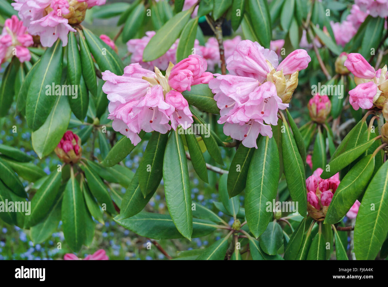 Rhododendron (Rhododendron oreodoxa), blooming, Germany, Saxony Stock Photo