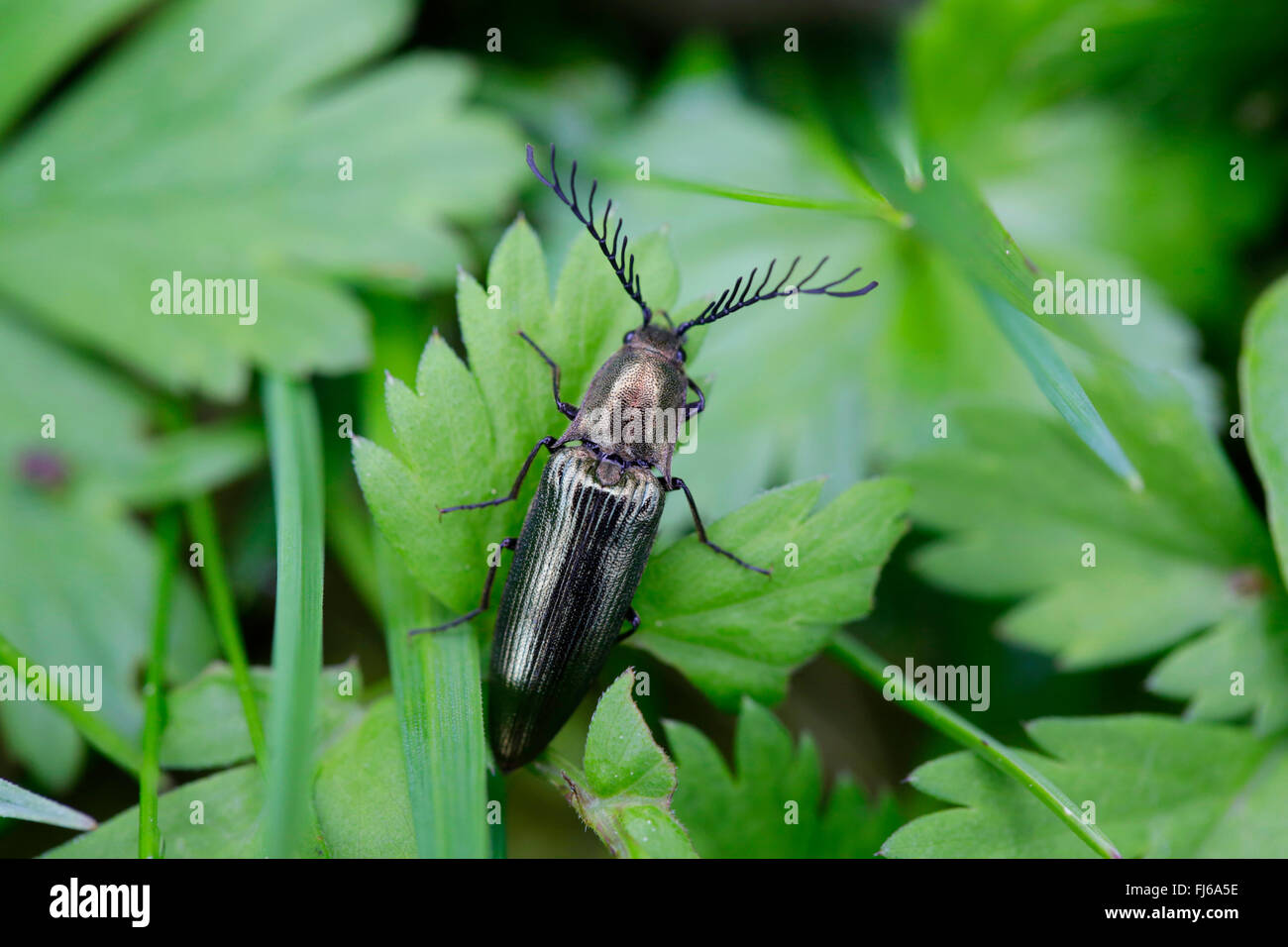 Metallic click beetle (Ctenicera pectinicornis), click beetle sitting on a leaf, Austria, Tyrol Stock Photo
