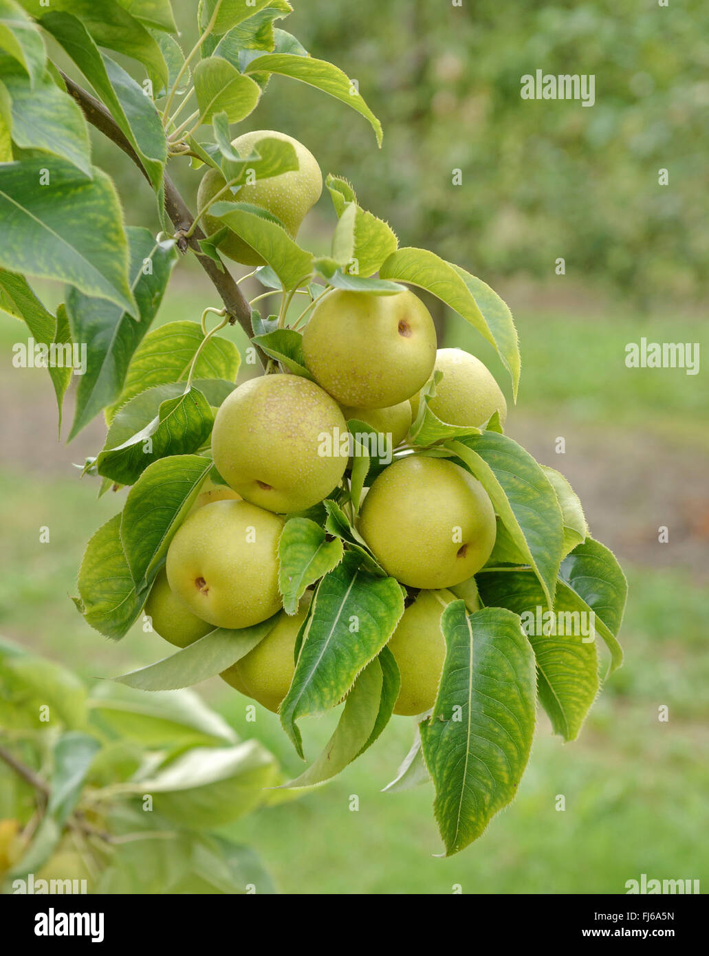 Asien pear (Pyrus pyrifolia 'An Ben Pear', Pyrus pyrifolia An Ben Pear), peras on a tree, cultivar An Ben Pear, Germany Stock Photo