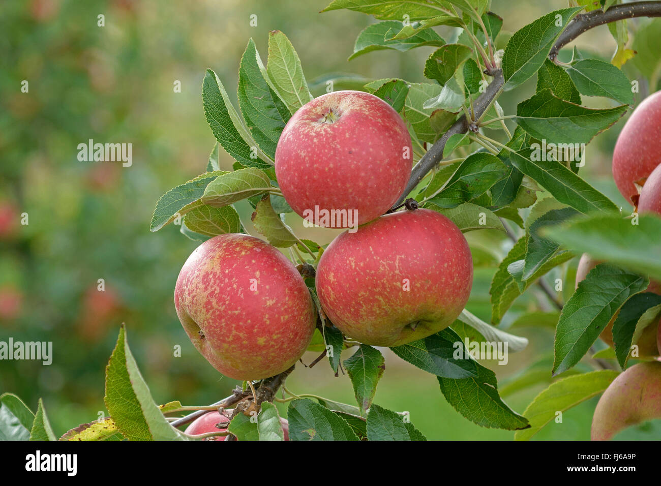 apple tree (Malus domestica 'Margol', Malus domestica Margol), aplles on a tree, cultivar Margol, Germany Stock Photo