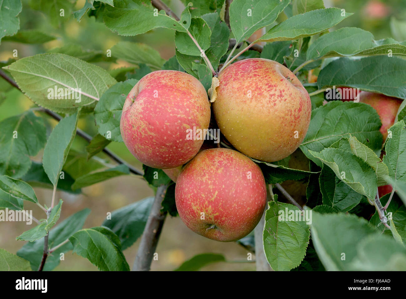 apple tree (Malus domestica 'Roter Boskoop', Malus domestica Roter Boskoop), aplles on a tree, cultivar Roter Boskoop, Germany Stock Photo