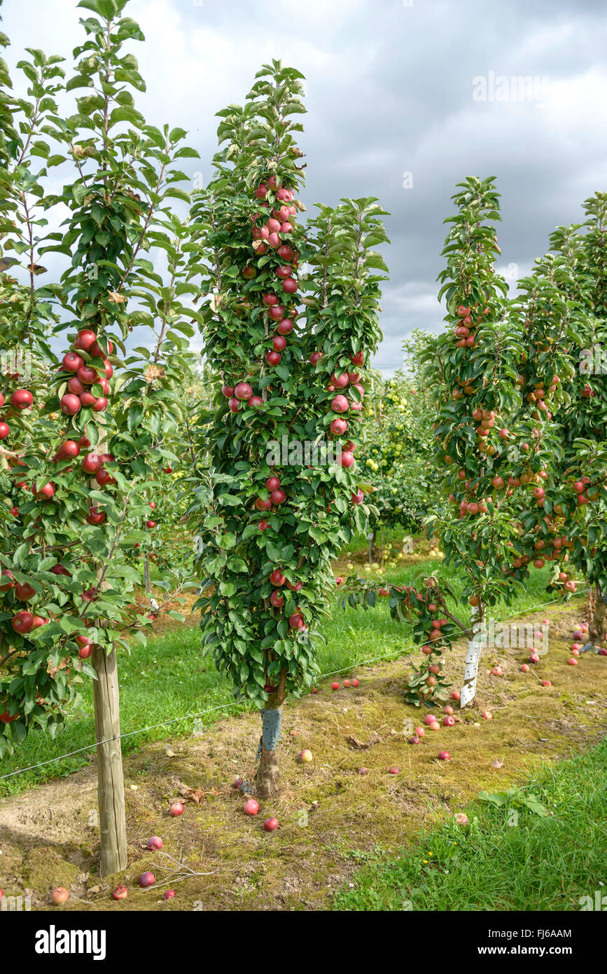 apple tree (Malus domestica 'Red River', Malus domestica Red River), aplles on a tree, cultivar Red River, Germany Stock Photo