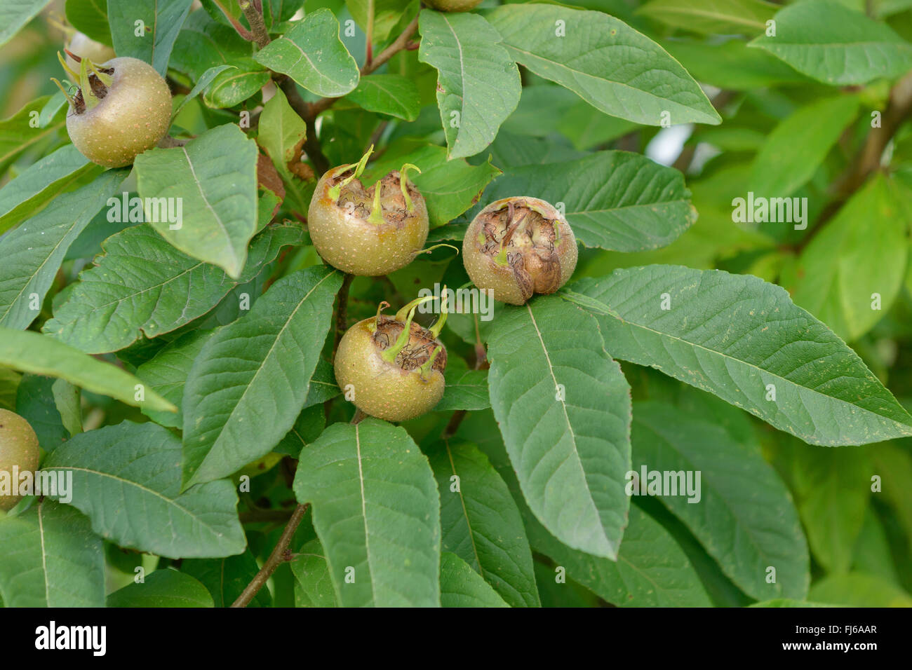Mespilus medlar (Mespilus germanica 'Westerveld', Mespilus germanica Westerveld ...