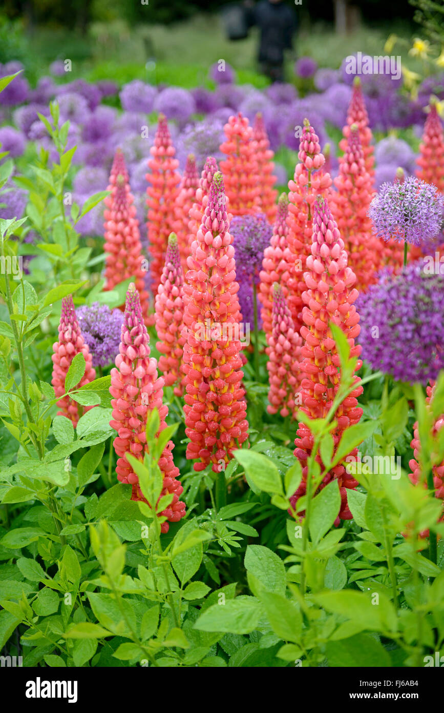 bigleaf lupine, many-leaved lupine, garden lupin (Lupinus polyphyllus), blooming in differenz colours, together with Allium aflatunense, Germany Stock Photo
