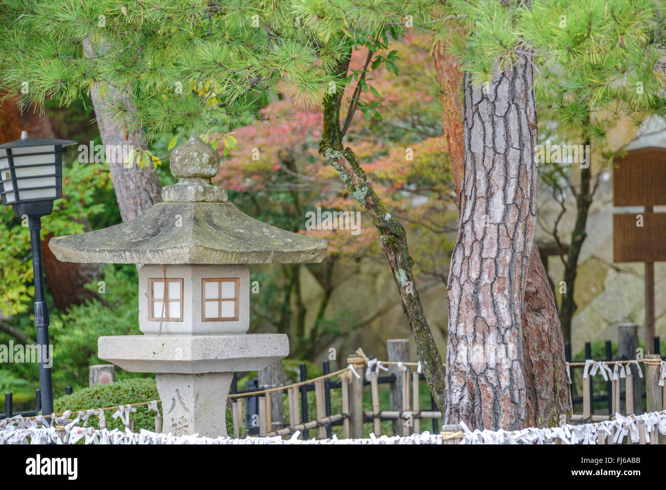Japanese red pine (Pinus densiflora), in a Japanese Garden, Japan, Honshu, Rikugien Garden Stock Photo
