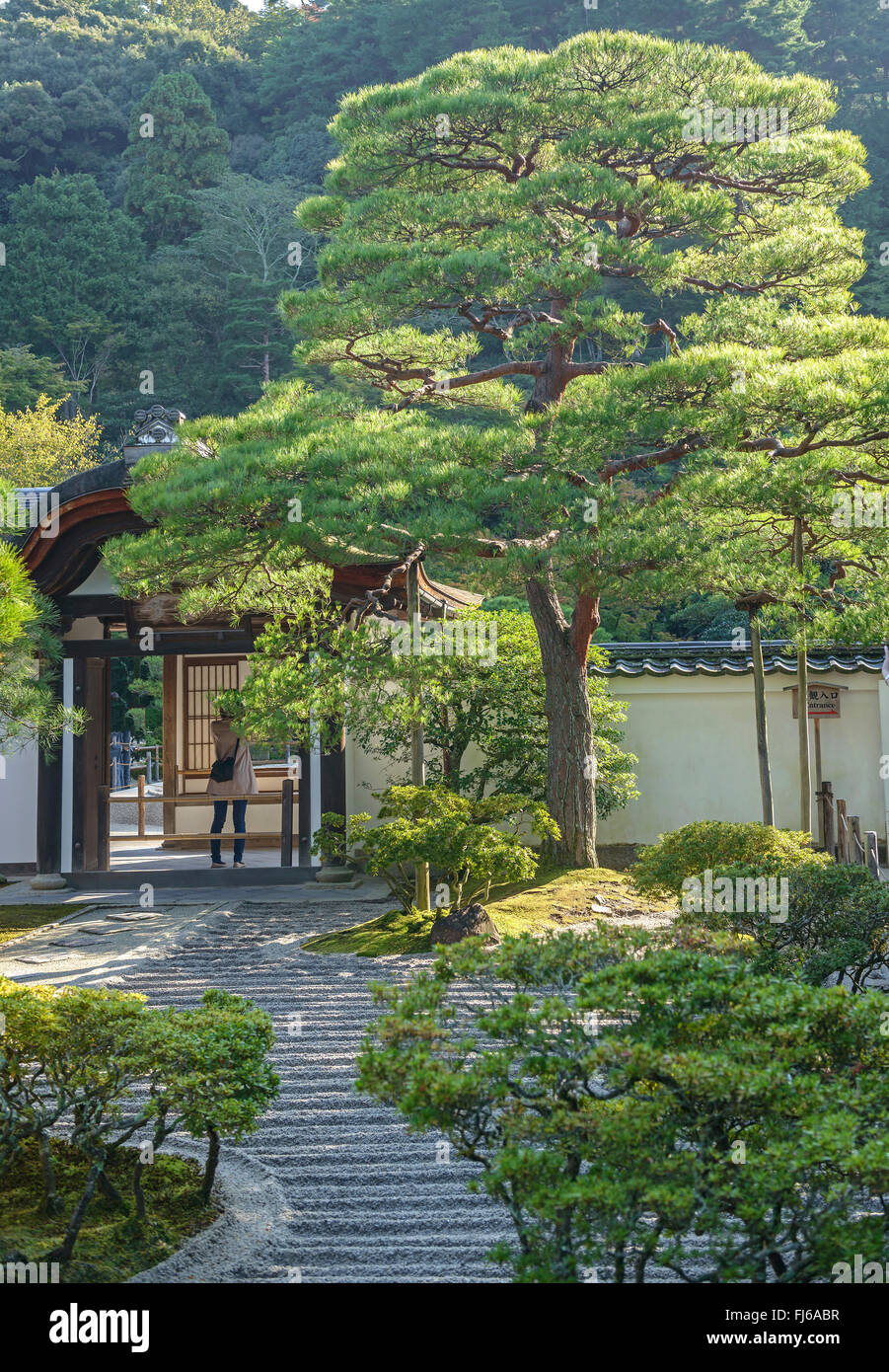Japanese red pine (Pinus densiflora), in a Japanese Garden, Japan, Honshu, Kyoto Stock Photo