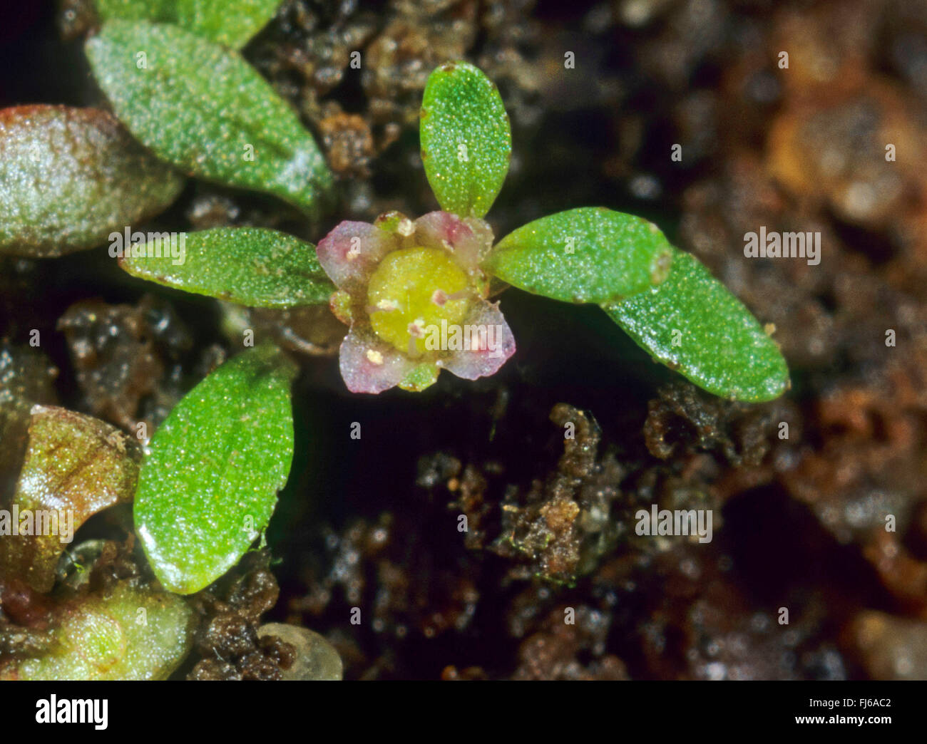 Eight-stamened waterwort (Elatine hydropiper), flower, Germany Stock Photo