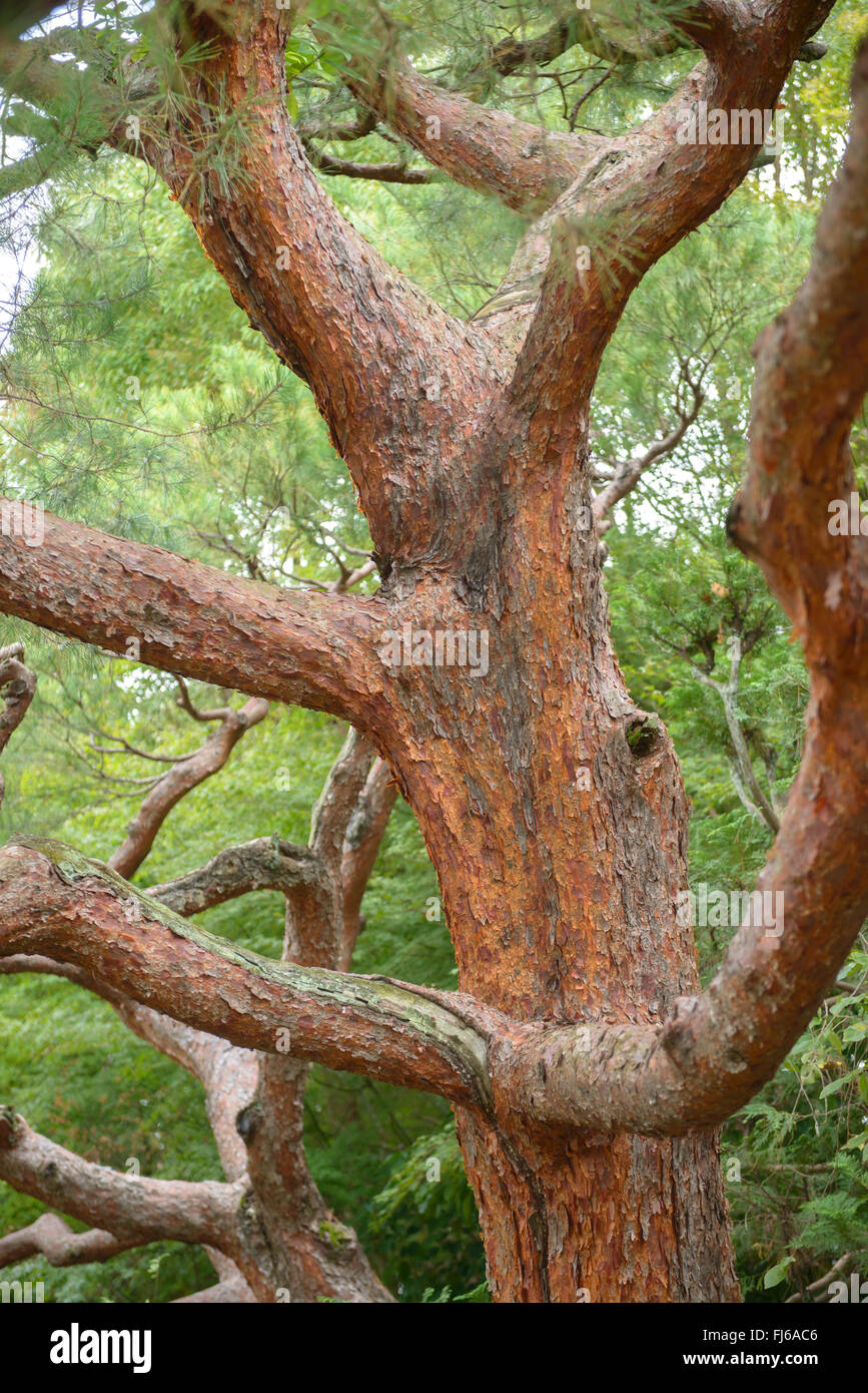 Japanese red pine (Pinus densiflora), trunk, Japan, Honshu Stock Photo