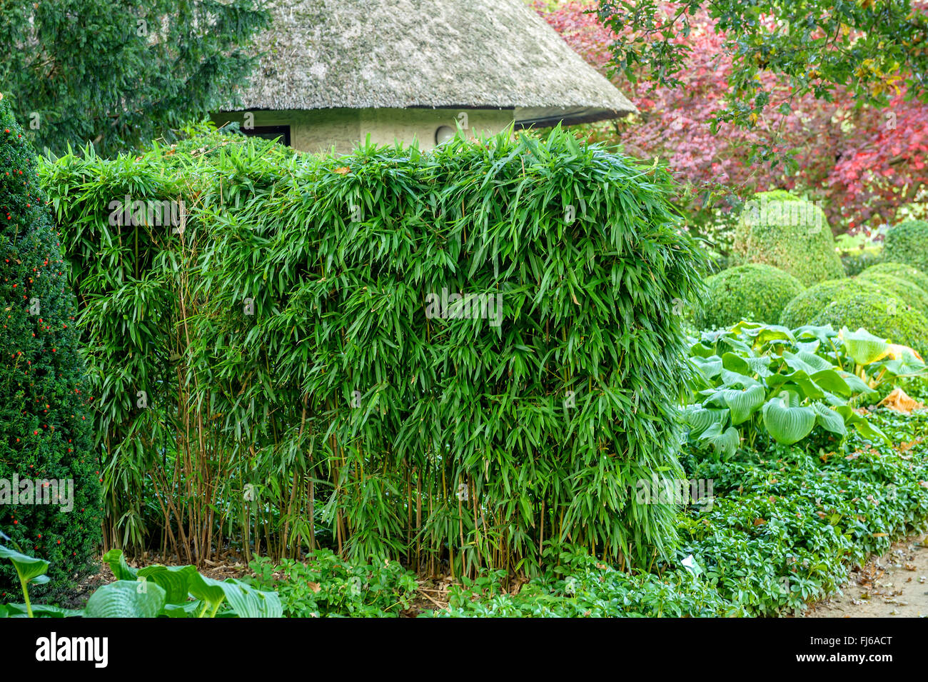Bamboo (Phyllostachys humilis), Germany, Schleswig-Holstein Stock Photo