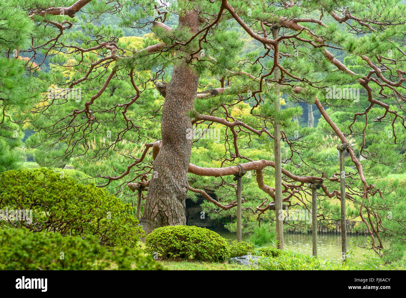 Japanese red pine (Pinus densiflora), in a Japanese garden, Japan, Honshu, Rikugien Garden, Tokyo Stock Photo