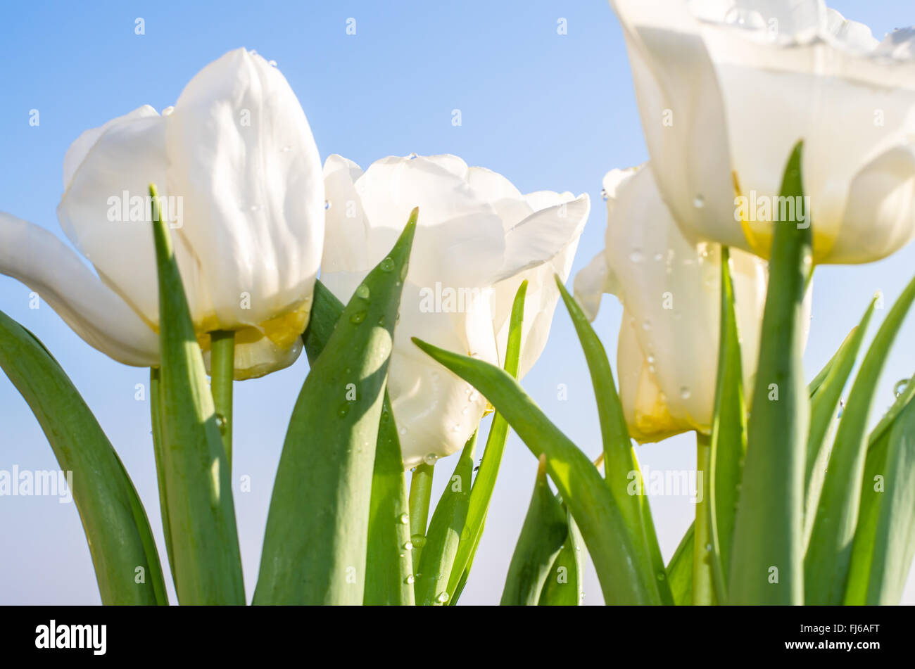white tulip on blue background Stock Photo - Alamy