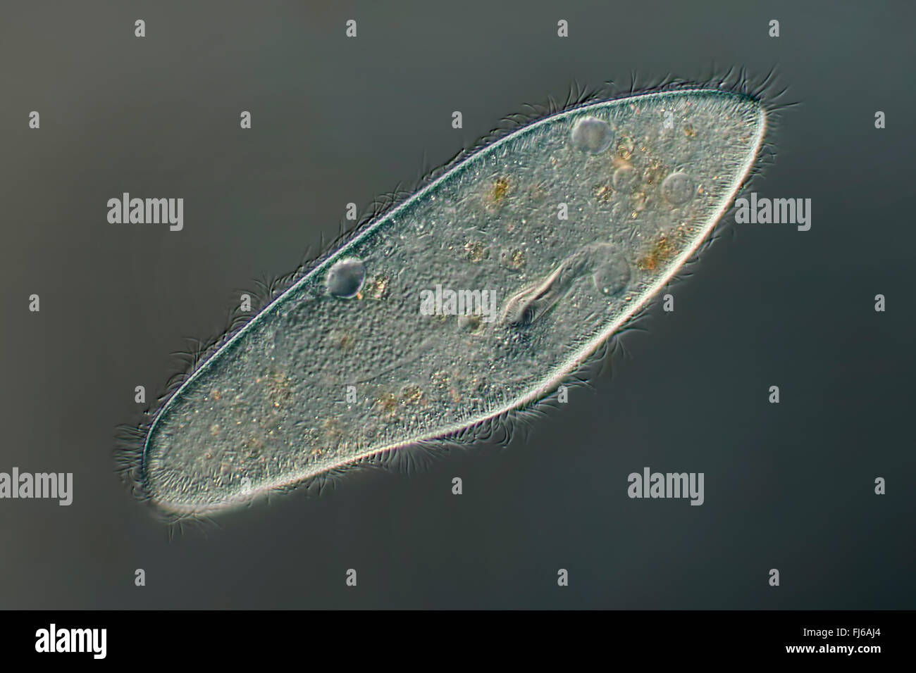 ciliates (Ciliata), single ciliate Stock Photo Alamy