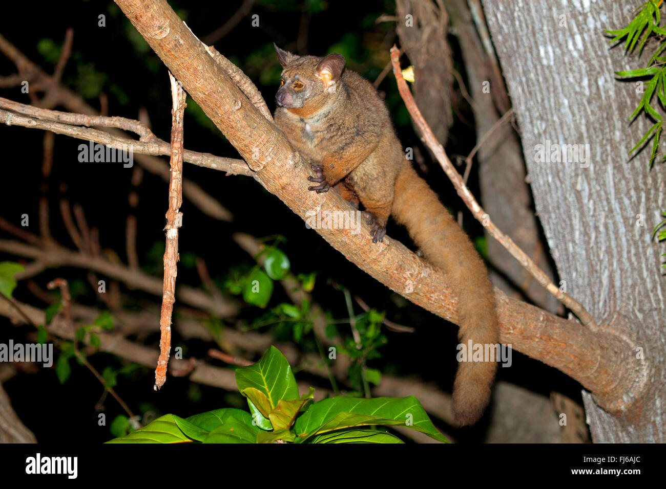 Senegal bush baby, lesser bush baby, Senegal galago (Galago senegalensis), climbing on a branch, in the evening, South Africa Stock Photo