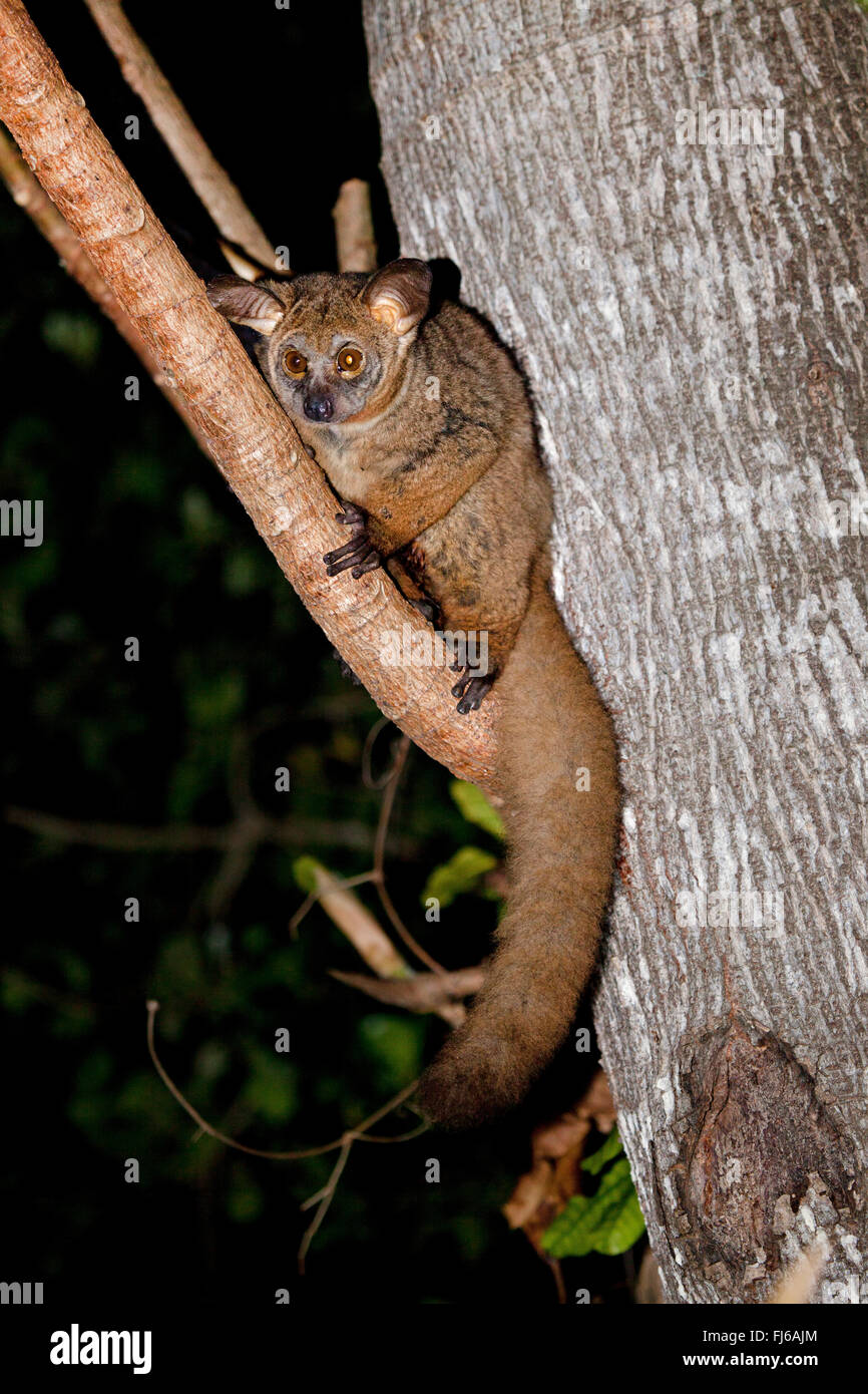 Senegal bush baby, lesser bush baby, Senegal galago (Galago senegalensis), sitting on a branch, in the evening, South Africa Stock Photo