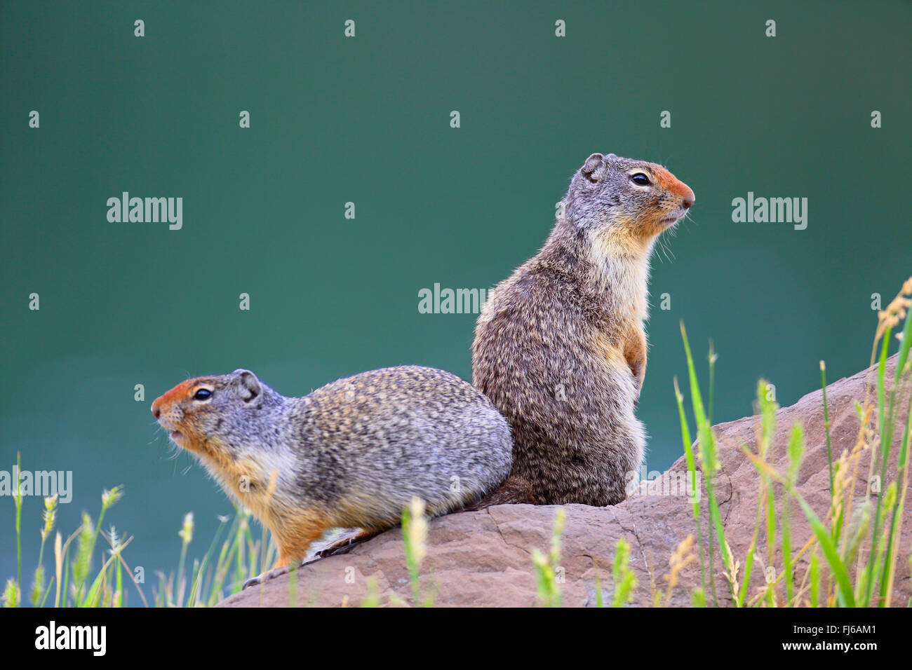 Columbian ground squirrel (Spermophilus columbianus), couple sit on a stone, Canada, Alberta, Banff National Park Stock Photo