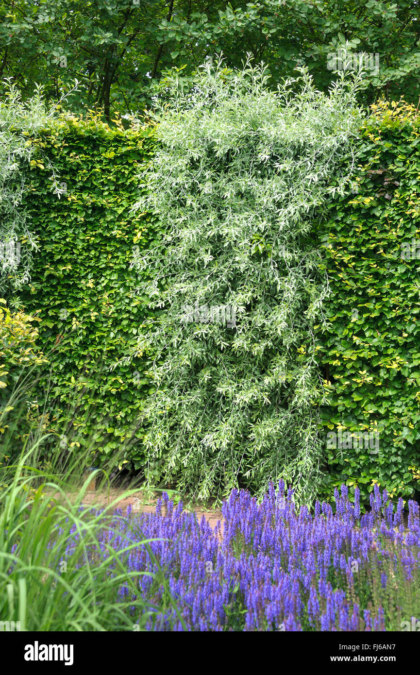 Willow-leaved Pear, Willow leaved Pear, Willowleaf Pear, Weeping Pear (Pyrus salicifolia), as part of an hedge, Netherlands Stock Photo