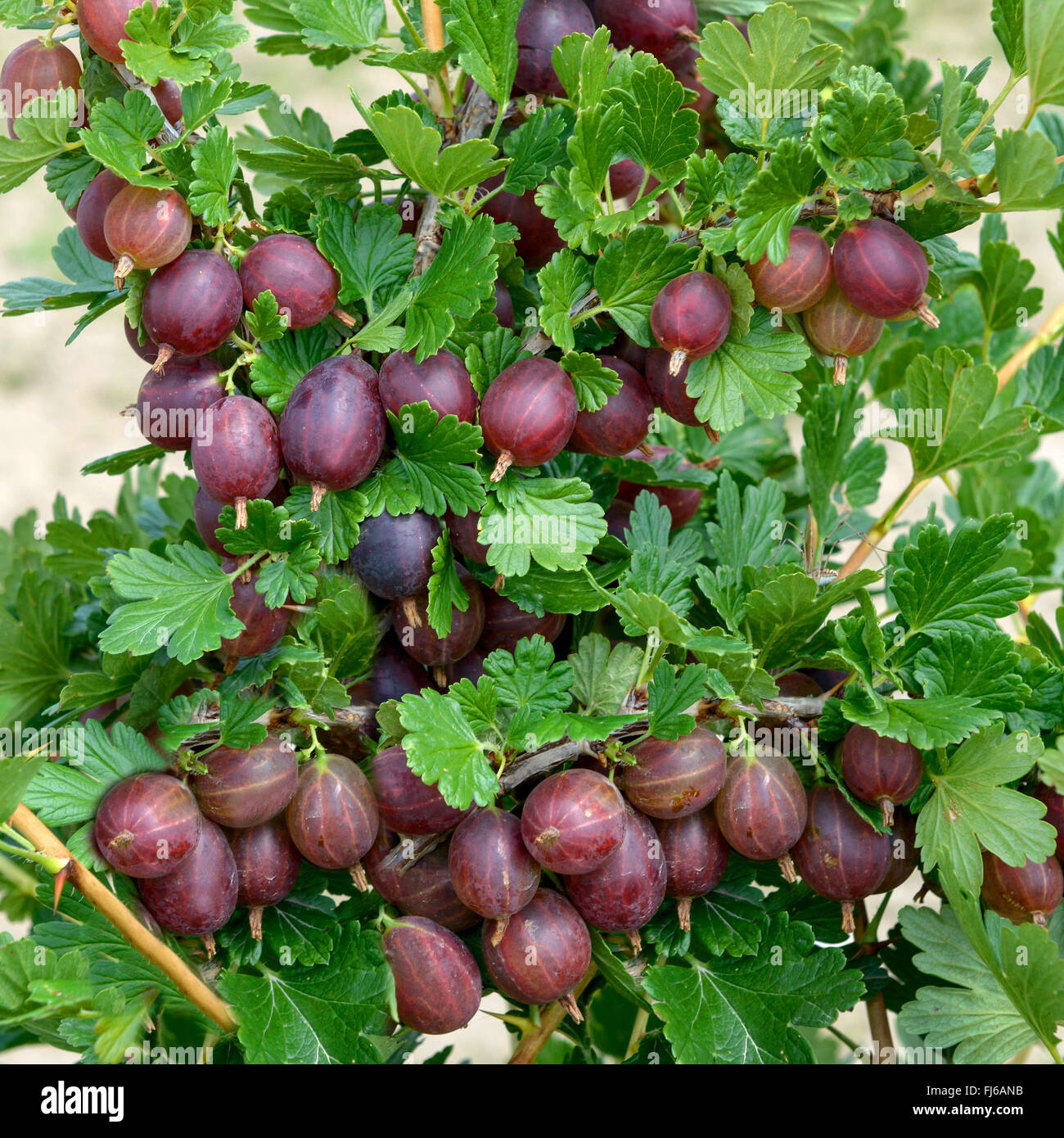 wild gooseberry, European gooseberry (Ribes uva-crispa 'Hinnomaeki Rot', Ribes uva-crispa Hinnomaeki Rot), cultivar Hinnomaeki Rot Stock Photo