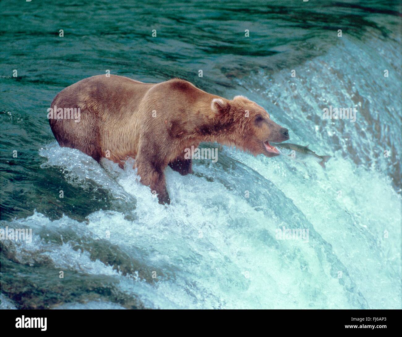 kodiak bear (Ursus arctos middendorfi, Ursus arctos middendorffi), bear fishing a salmon at the waterfall, fish jumping into the mouth, USA, Alaska Stock Photo
