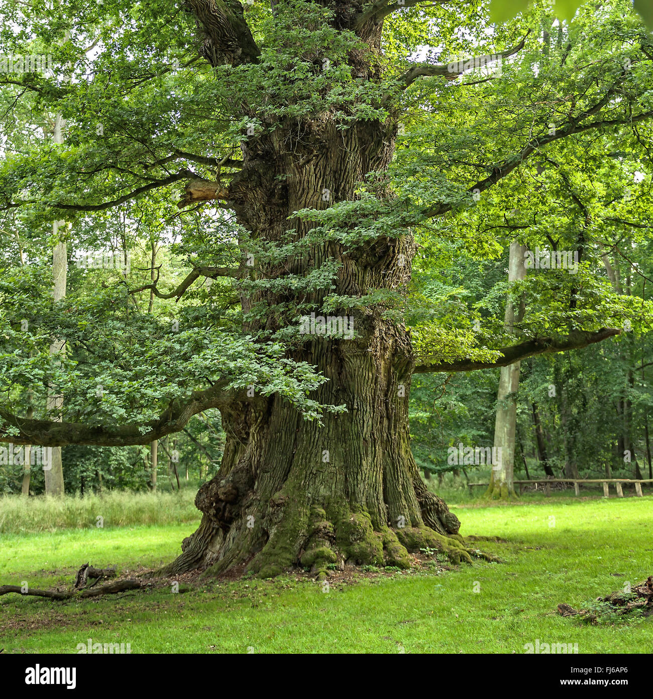 common oak, pedunculate oak, English oak (Quercus robur), Ivenacker oak, Germany, Mecklenburg-Western Pomerania, Ivenacker Eichen Stock Photo