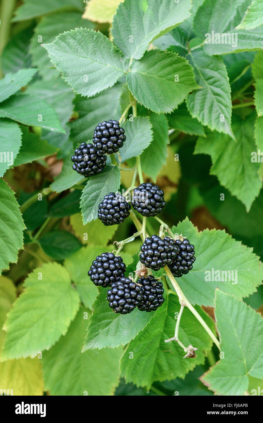 Shrubby blackberry (Rubus fruticosus 'Chester Thornless', Rubus fruticosus Chester Thornless), fruits of cultivar Chester Thornless, Germany Stock Photo