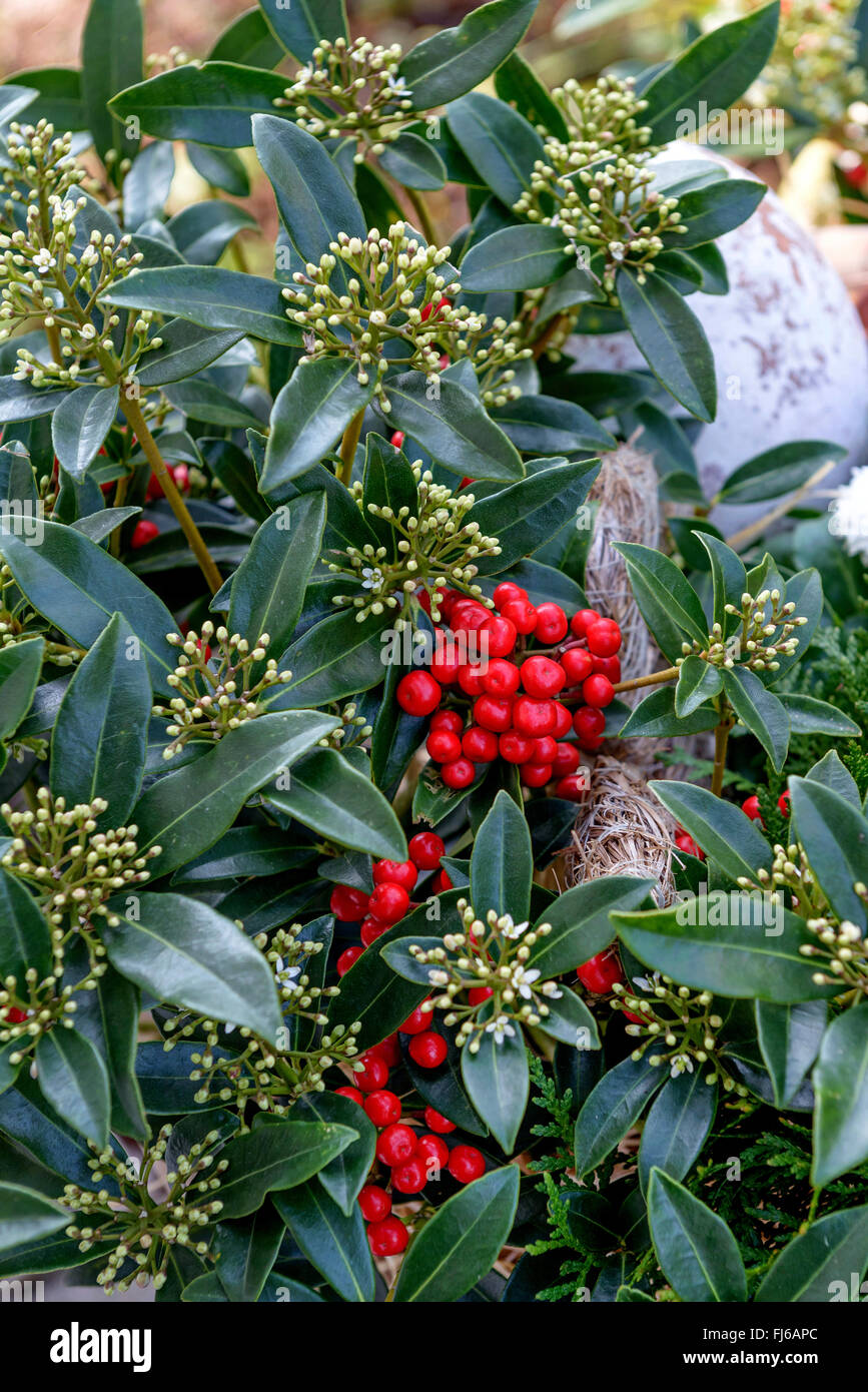 Japanese Skimmia (Skimmia japonica 'Red Diamond', Skimmia japonica Red Diamond), with buds and fruits Stock Photo