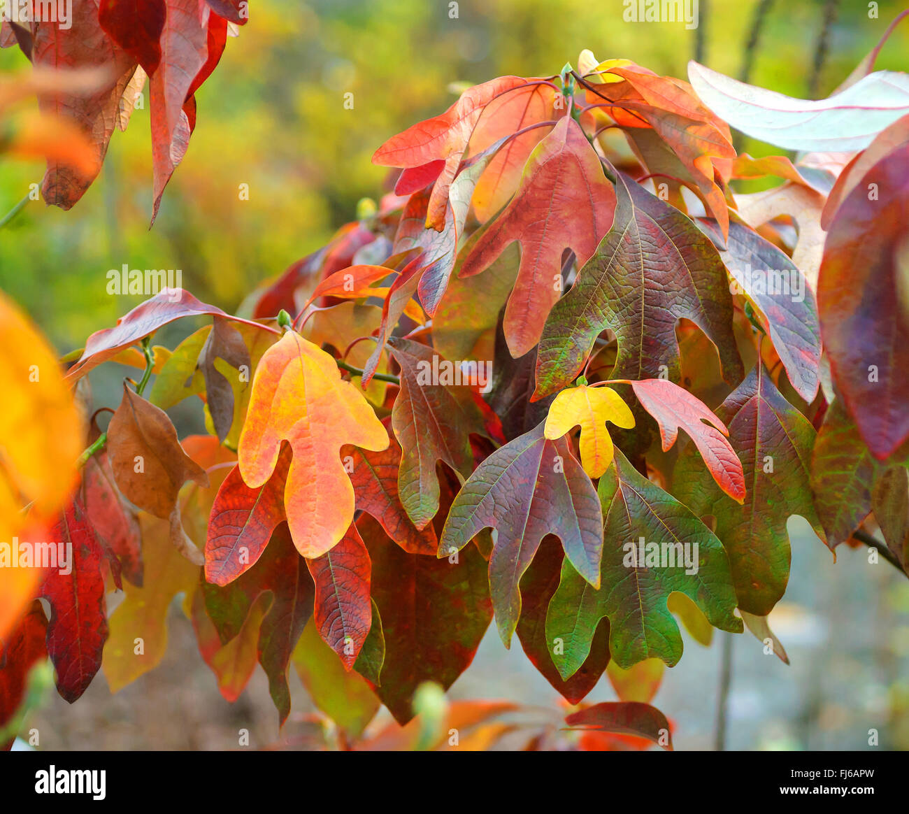 Native Plant: Sassafras Has Benefits In The Yard