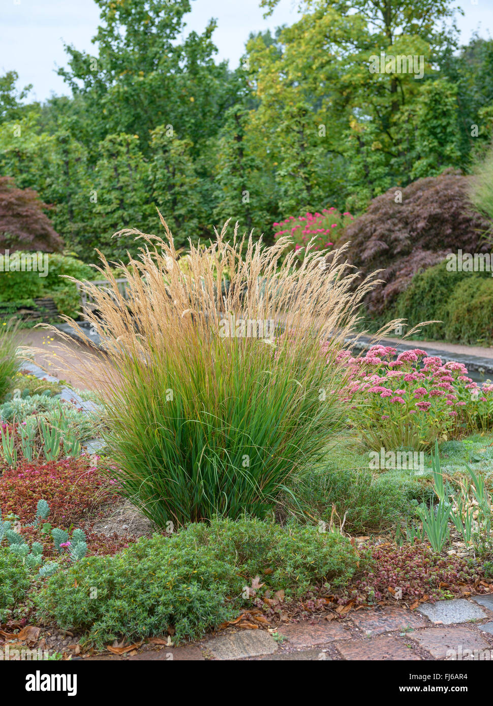 Achnatherum, Feather Grass, Spear Grass (Achnatherum calamagrostis, Stipa calamagrostis), as ornamental grass in a park, Germany Stock Photo