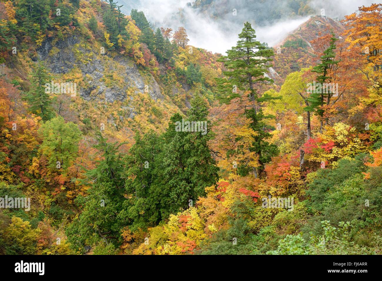 Japanese white pine (Pinus parviflora), in an autum forest, Japan, Honshu, Hakusan National Park Stock Photo