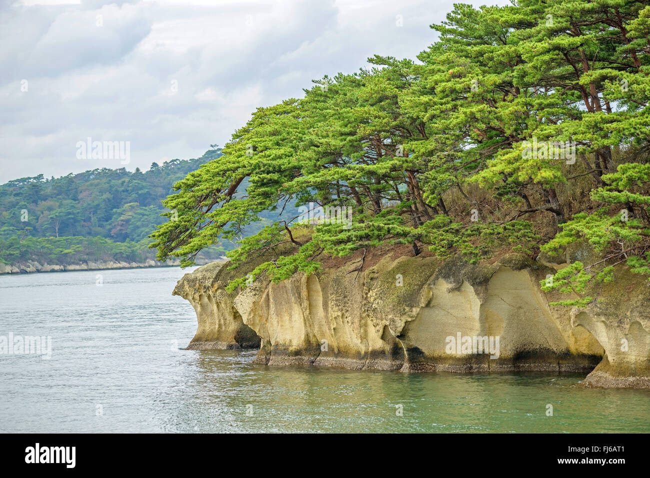 Japanese red pine (Pinus densiflora), on a rock in Bay of Matsushima, Japan, Honshu, Matsushima Stock Photo