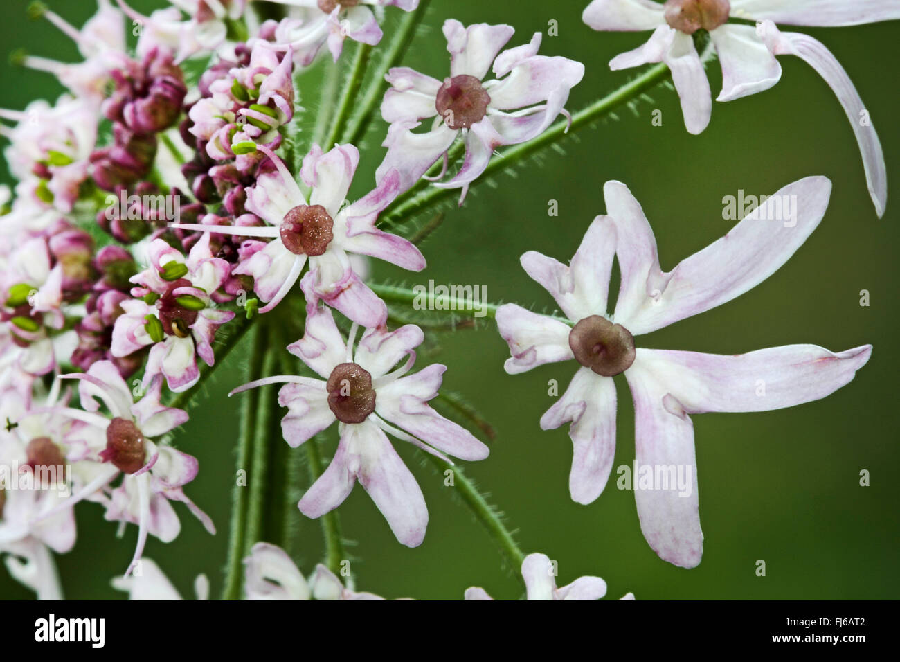 Cow parsnip, Common Hogweed, Hogweed, American cow-parsnip (Heracleum sphondylium), flowers, Germany Stock Photo