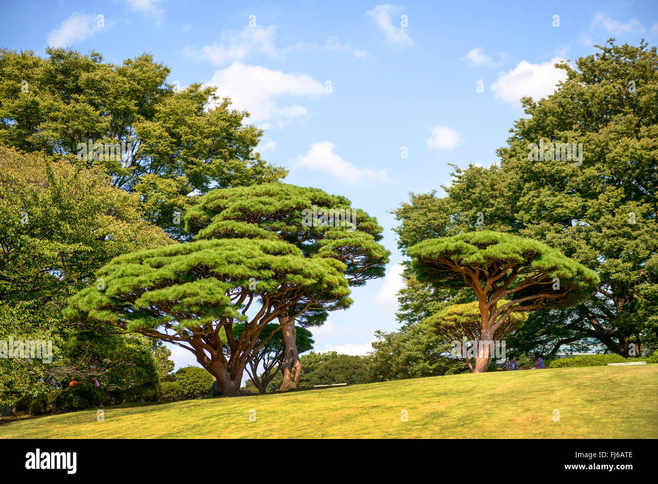 Japanese red pine (Pinus densiflora 'Umbraculifera', Pinus densiflora Umbraculifera), cultivar Umbraculifera, Japan, Honshu, Tokyo Stock Photo