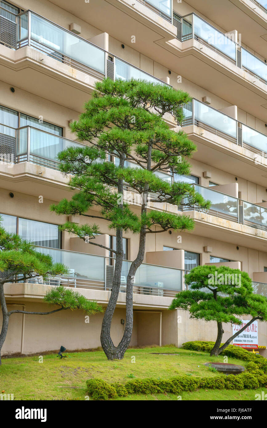 Japanese black pine (Pinus thunbergii), in front of a house, Japan, Honshu, Matsushima Stock Photo