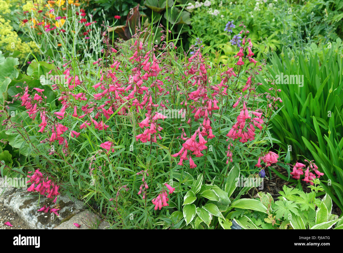 Penstemon (Penstemon 'Andenken an F. Hahn', Penstemon Andenken an F. Hahn), cultivar Andenken an F. Hahn, Ireland, Wicklow Stock Photo