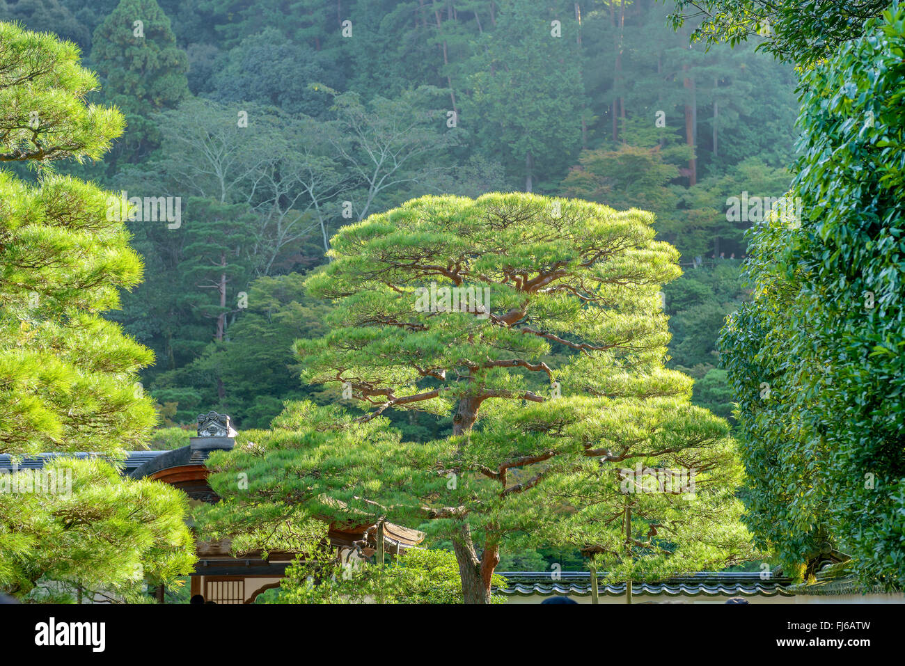 Japanese red pine (Pinus densiflora), Japan, Honshu, Kyoto Stock Photo