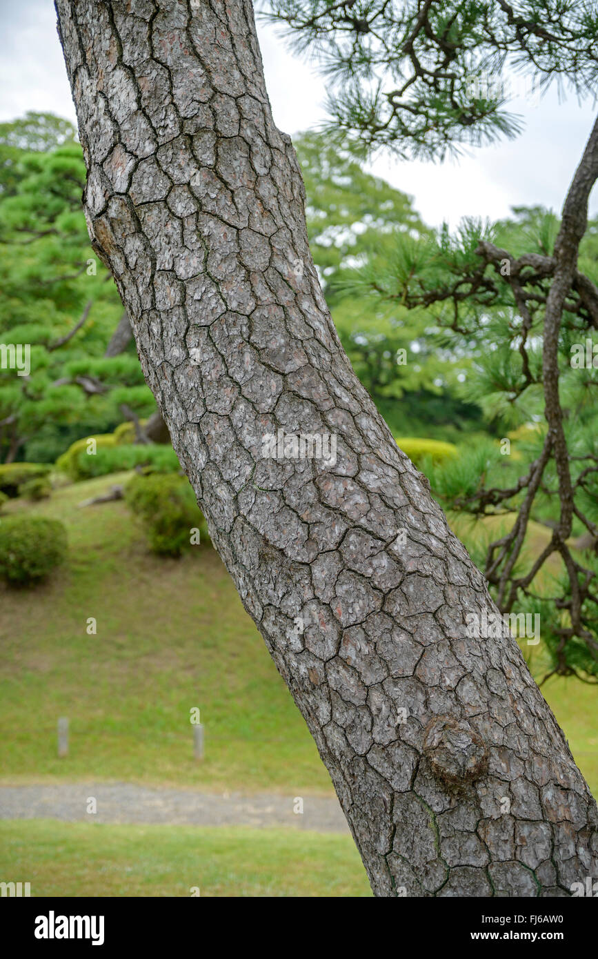 Japanese black pine (Pinus thunbergii), trunk, Japan, Honshu, Hamarikiyu Garden, Tokyo Stock Photo