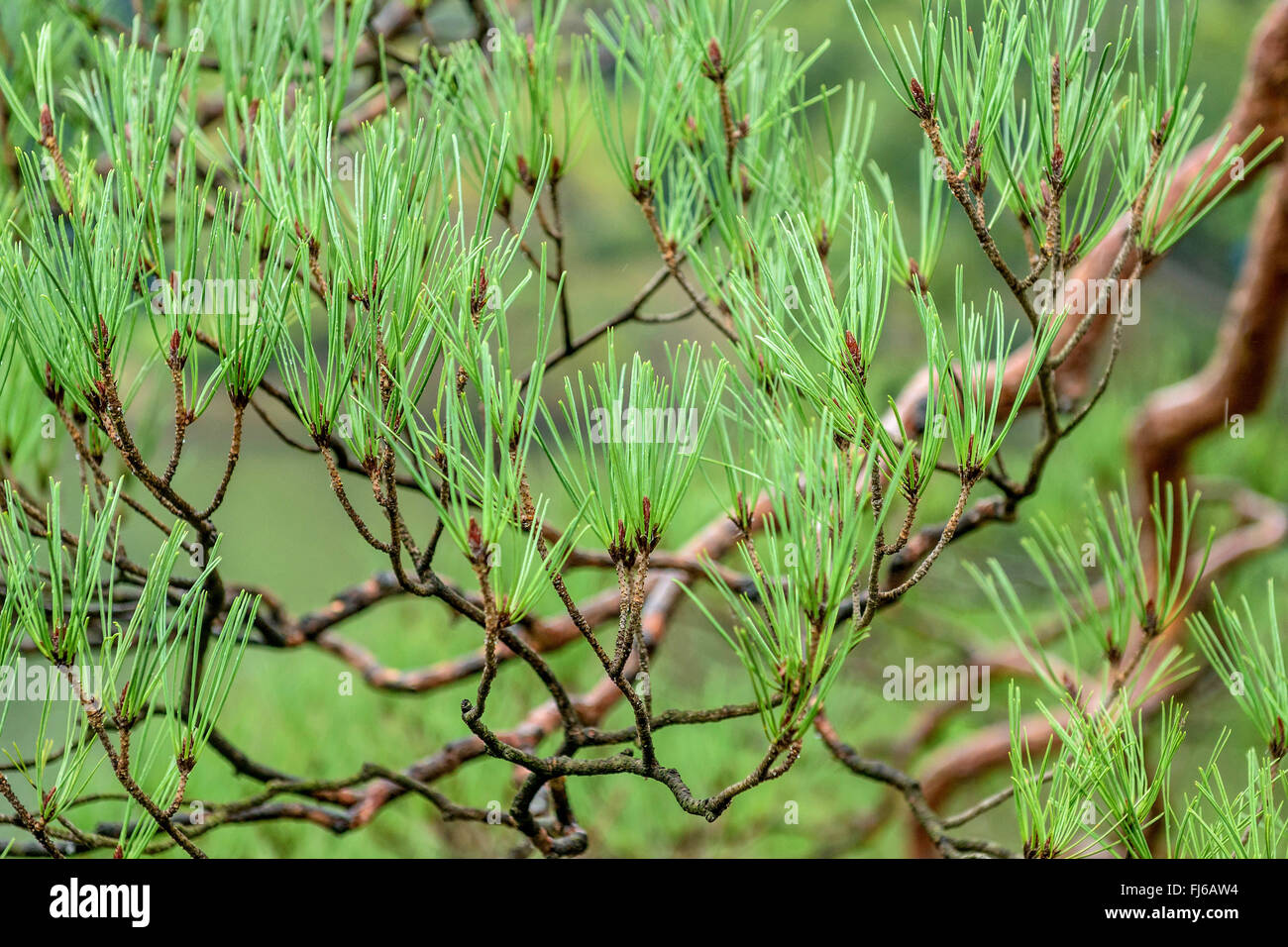 Japanese red pine (Pinus densiflora), branch, Japan, Honshu, Rikugien Garden Stock Photo