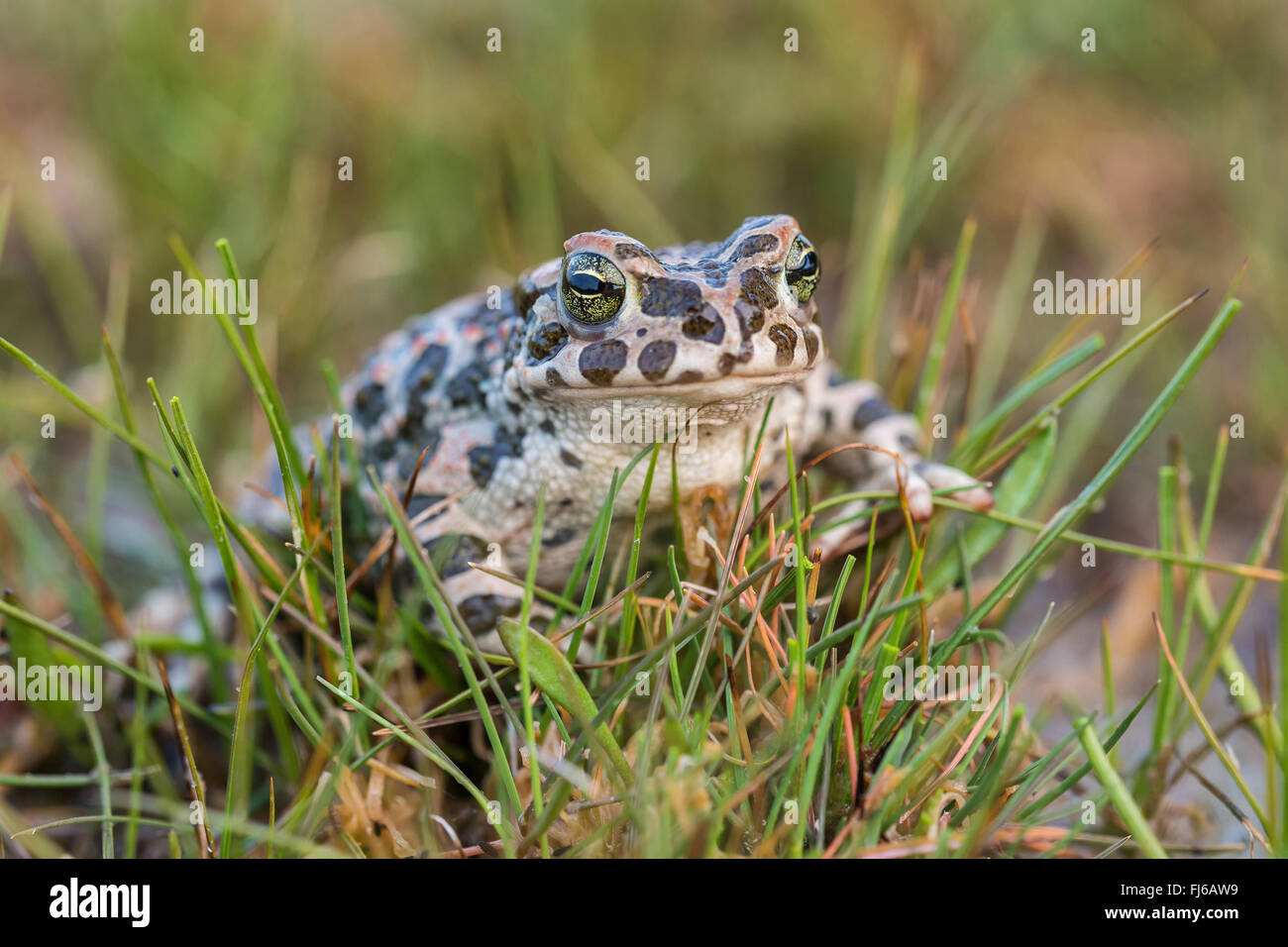 Green toad, Variegated toad (Bufo viridis), sitting on grass, from the front, Austria Stock Photo