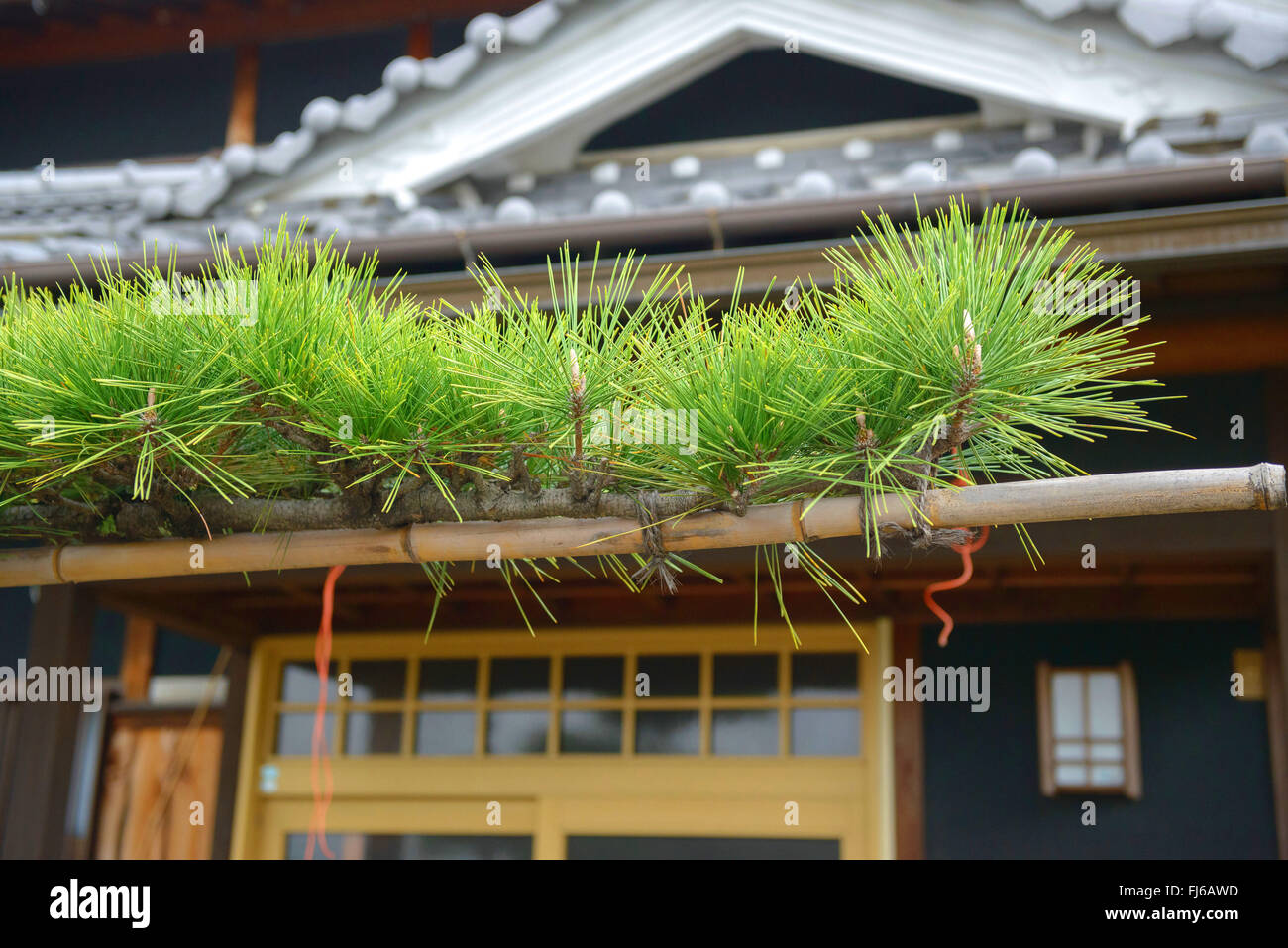 Japanese black pine (Pinus thunbergii), in front of a house, Japan, Honshu, Super Rindo Forststrasse, Nara Stock Photo