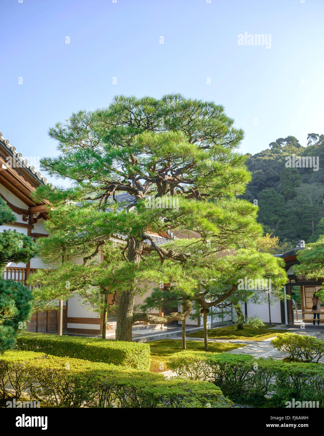 Japanese black pine (Pinus thunbergii), in a Japanese Garden, Japan, Honshu, Super Rindo Forststrasse, Kyoto Stock Photo
