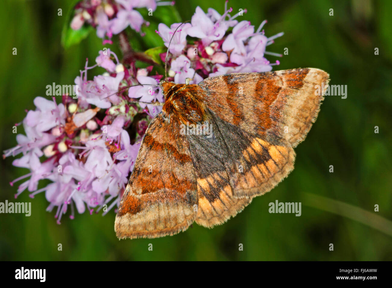 burnet companion (Ectypa glyphica, Euclidia glyphica), on pink flowers, Germany Stock Photo