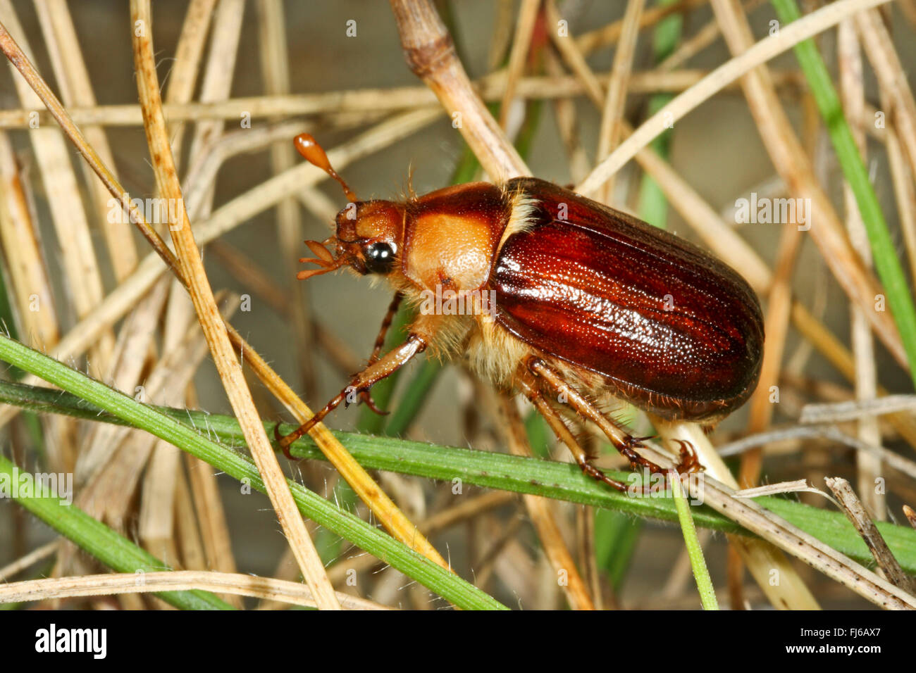 June bug (Rhizotrogus maculicollis), on grass Stock Photo