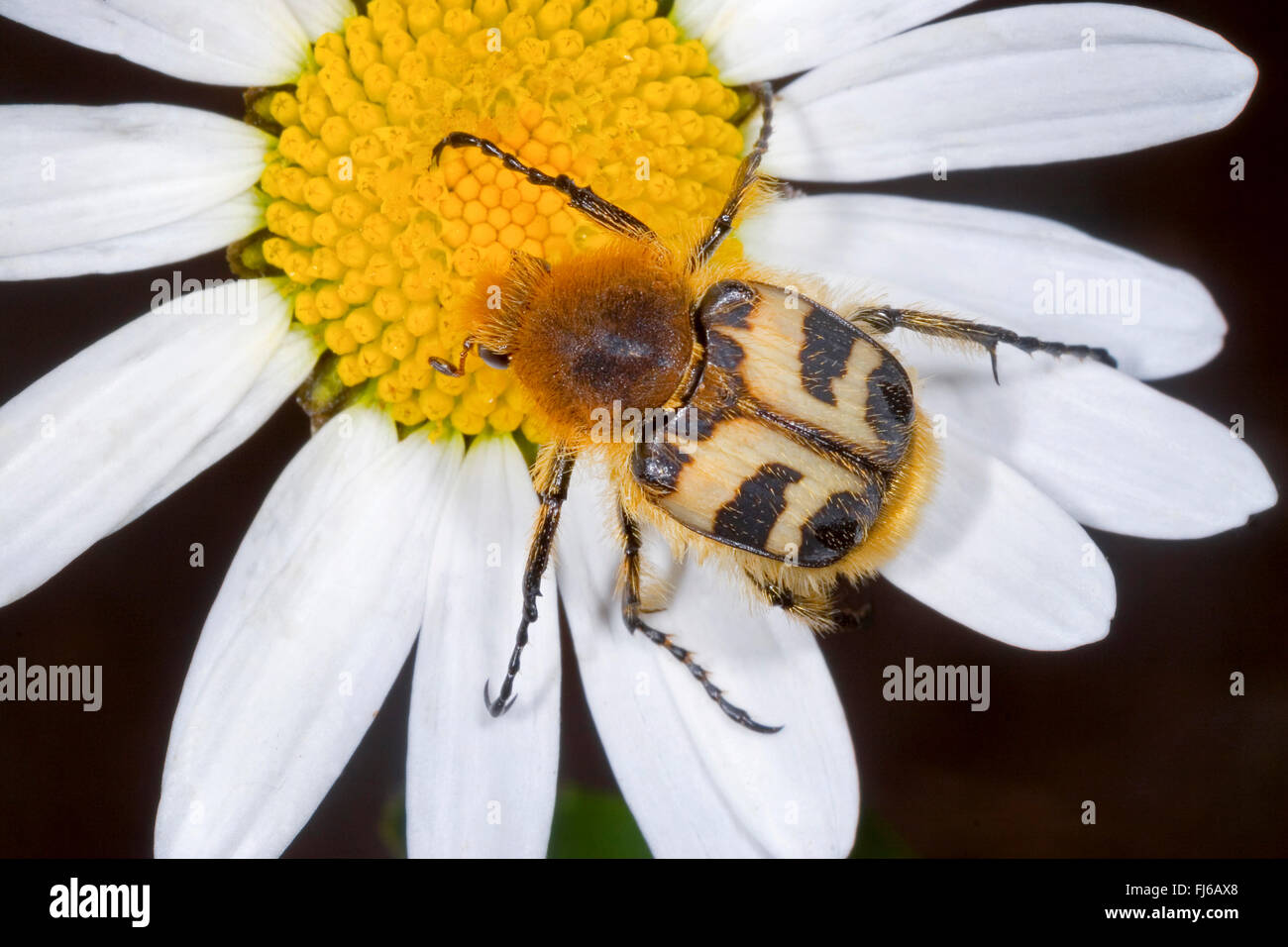 bee chafer, bee beetle (Trichius fasciatus), on a composite, Germany Stock Photo
