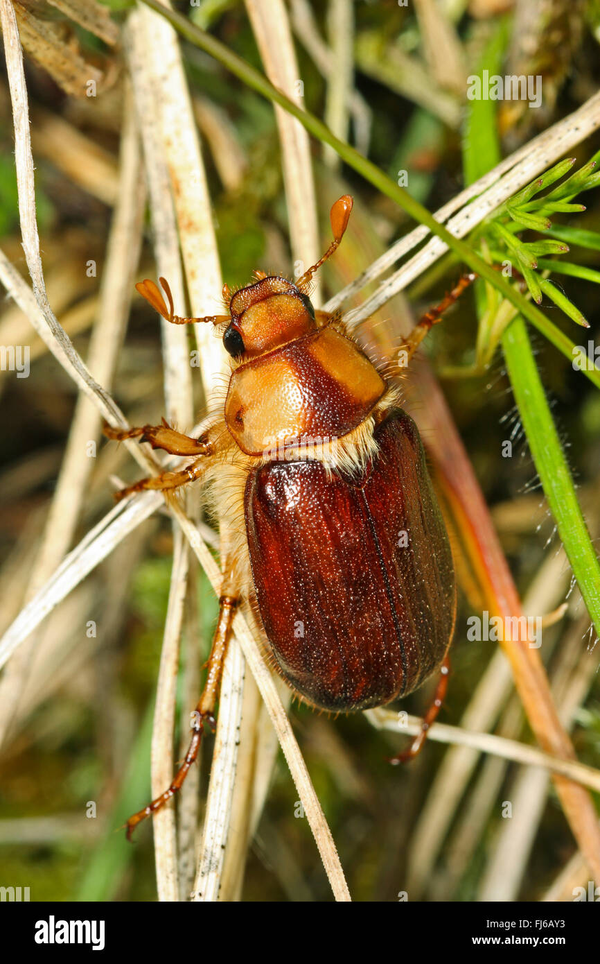 June bug (Rhizotrogus maculicollis), on grass Stock Photo