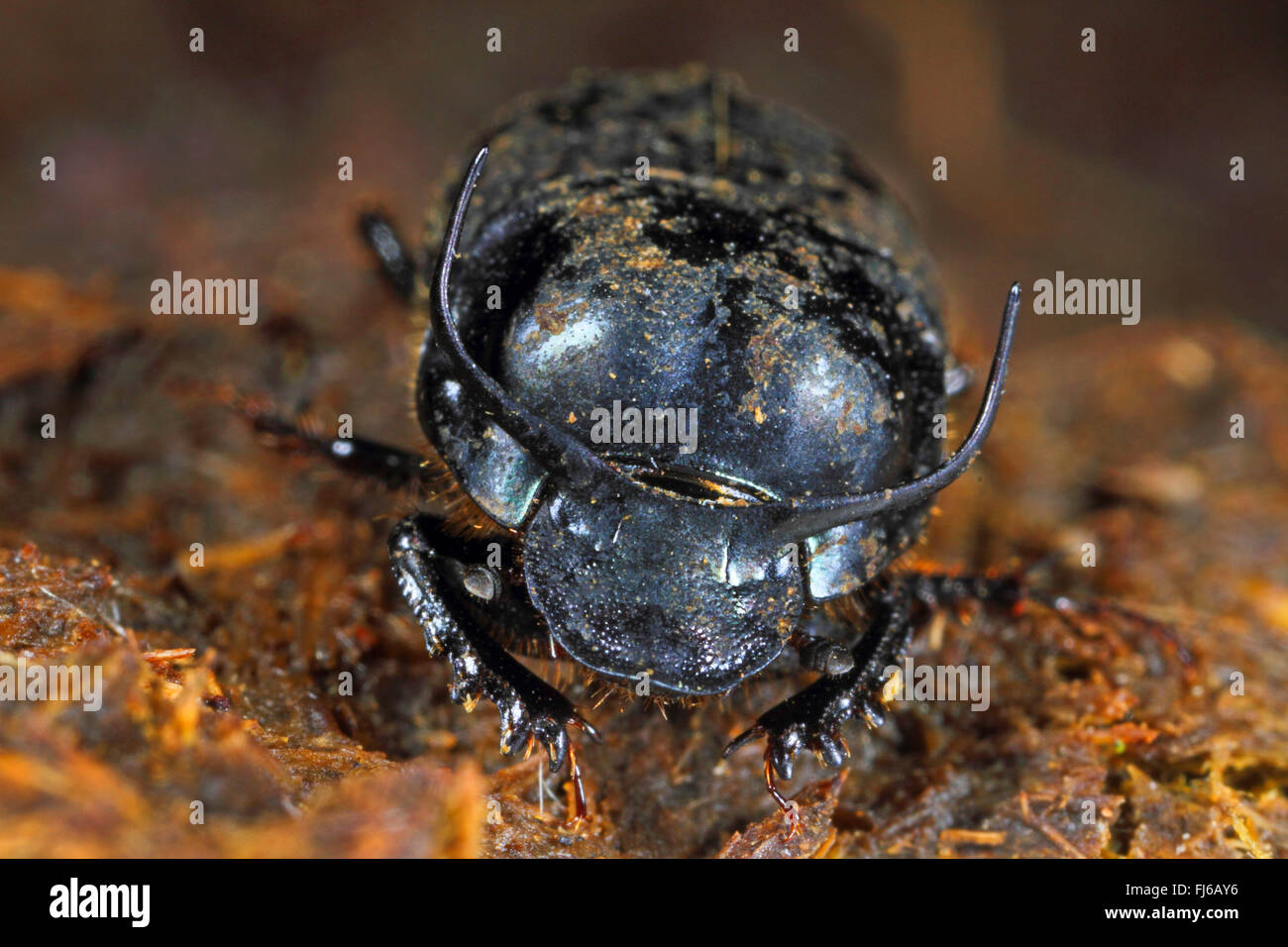Dung beetle, Taurus scarab, Bull-headed Dung Beetle, Bullhorned Dung Beetle (Onthophagus taurus), male, Germany Stock Photo