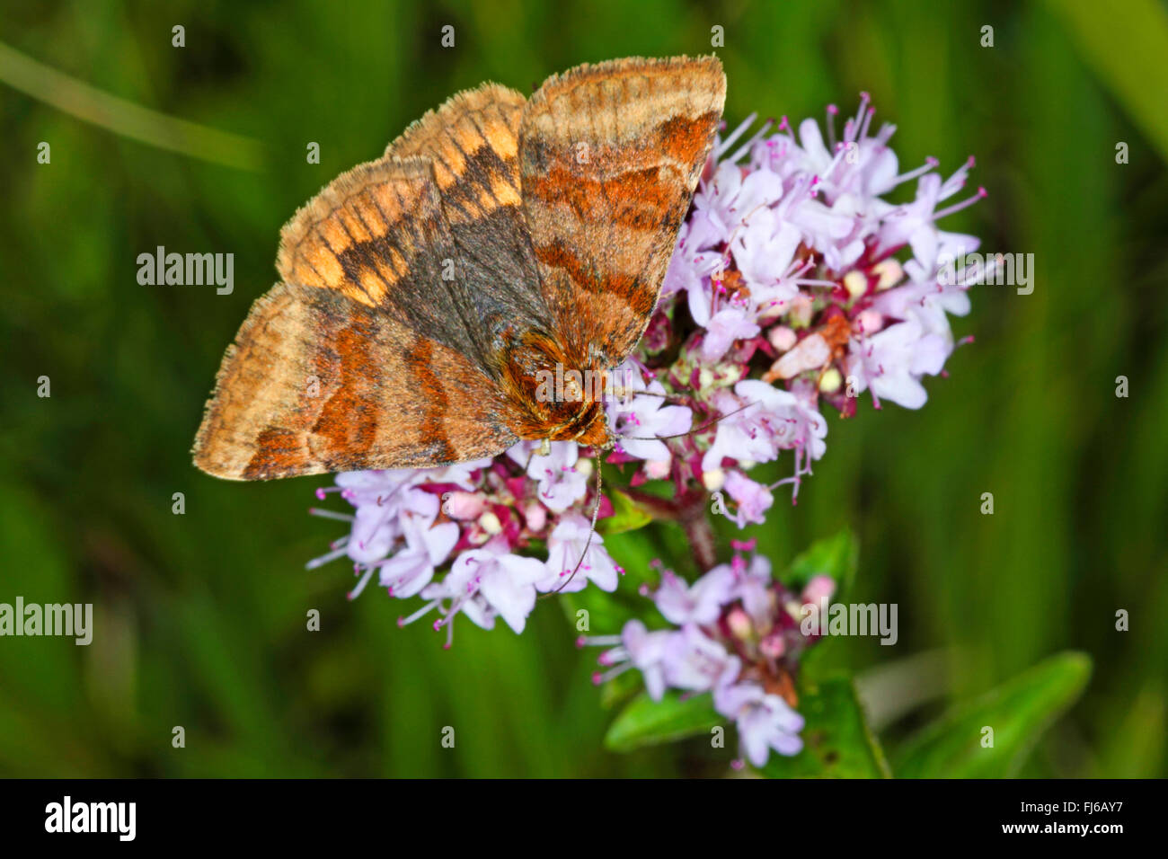 burnet companion (Ectypa glyphica, Euclidia glyphica), on pink flowers, Germany Stock Photo