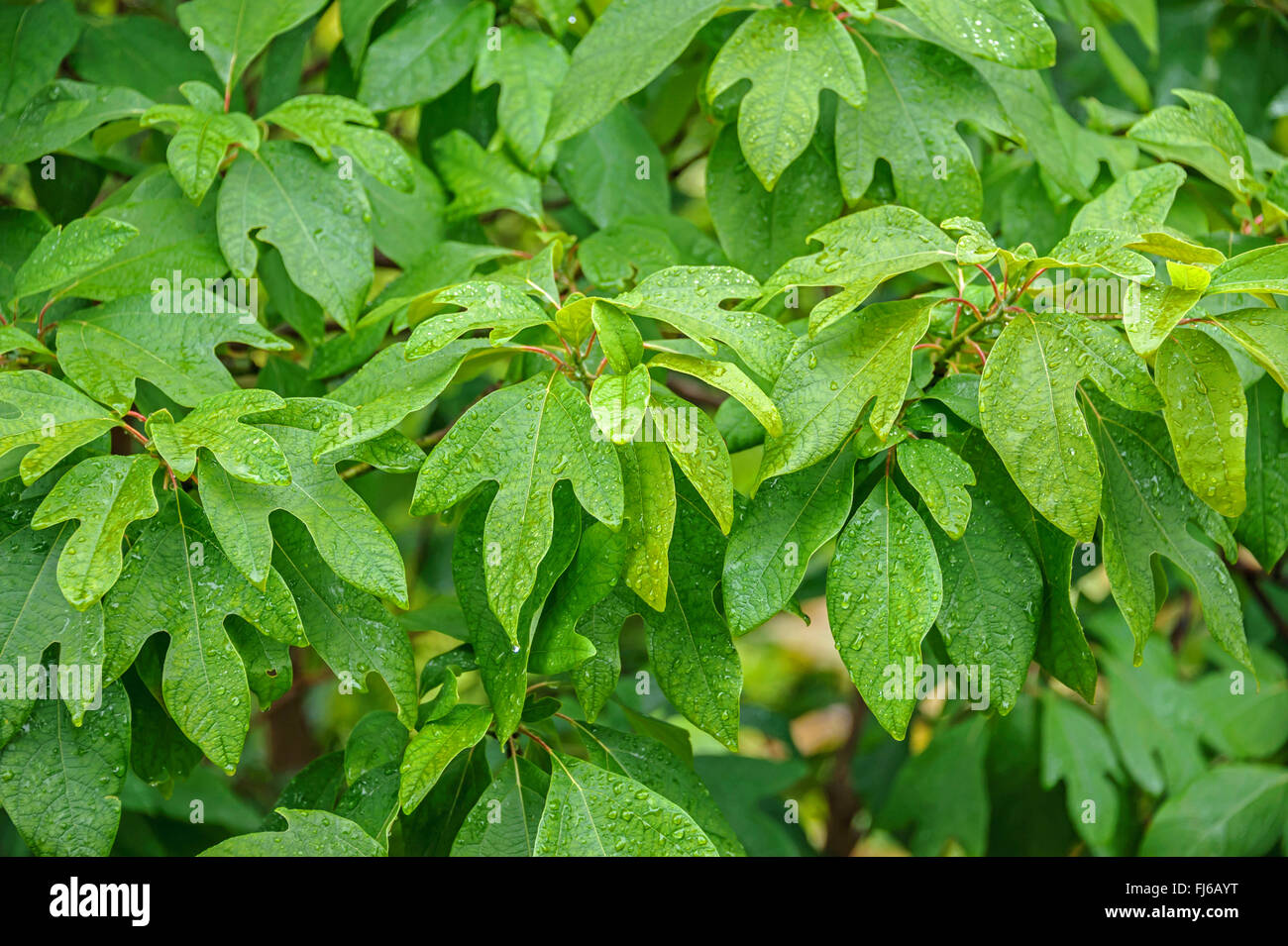 Native Plant: Sassafras Has Benefits In The Yard