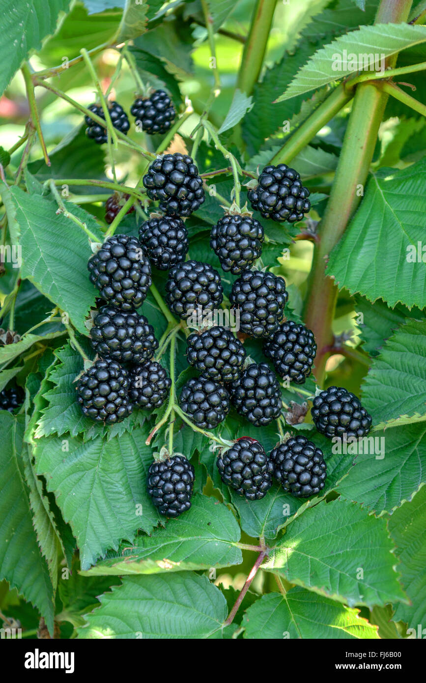 Shrubby blackberry (Rubus fruticosus 'Navaho', Rubus fruticosus Navaho), fruits of cultivar Navaho, Germany Stock Photo