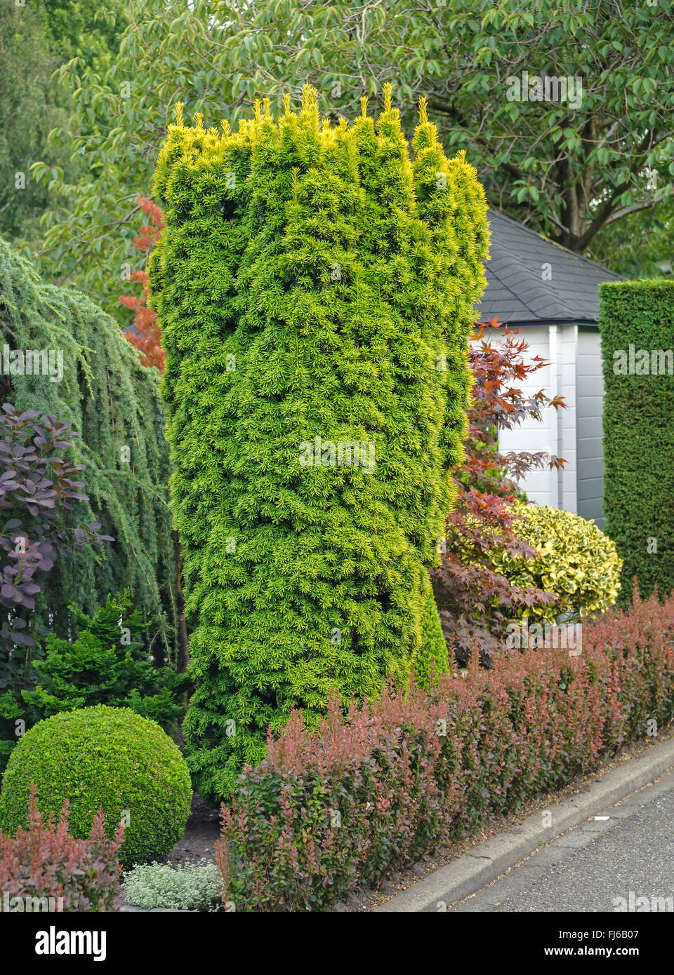 Common yew, English yew, European yew (Taxus baccata 'Fastigiata Aureomarginata', Taxus baccata Fastigiata Aureomarginata), cultivar Fastigiata Aureomarginata, Netherlands Stock Photo