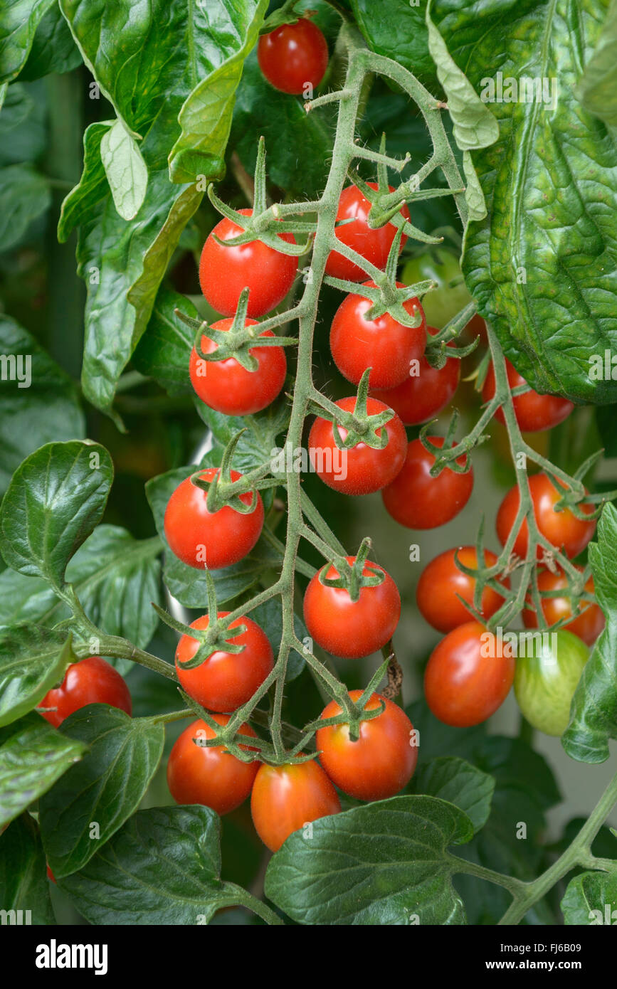 garden tomato (Solanum lycopersicum 'Dasher', Solanum lycopersicum Dasher), fruits of cultivar Dasher, Germany Stock Photo