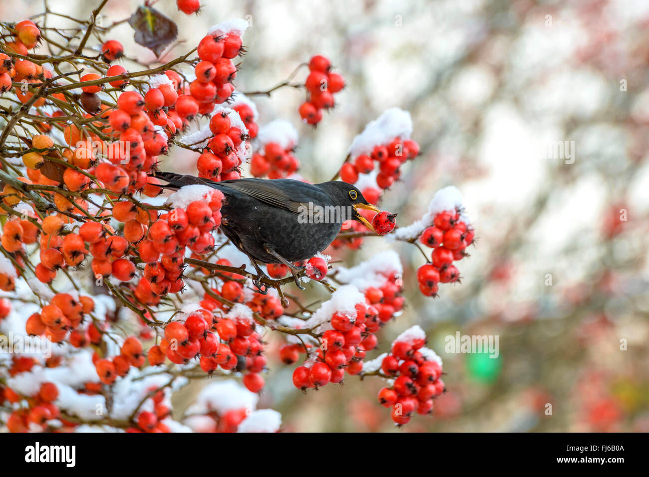 cockspur hawthorn (Crataegus crus-galli), blackbird feeding on fruits, Germany Stock Photo